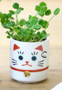 Mini Lucky Cat Plant Kit