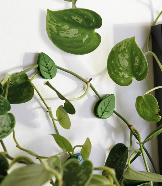 Plant Clips