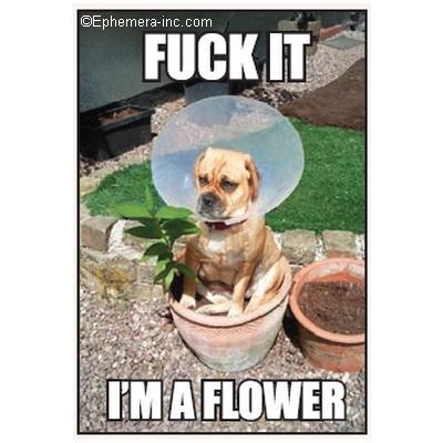 Fuck It Flower Dog Magnet 